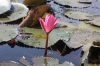 Travel, Thailand, Thale Noi, Waterlilies