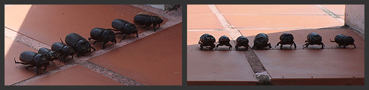 beetles