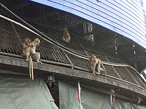 Marauding Monkeys