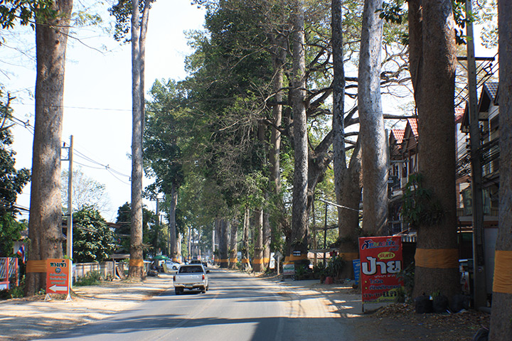 thailand, chiang mai, tall trees