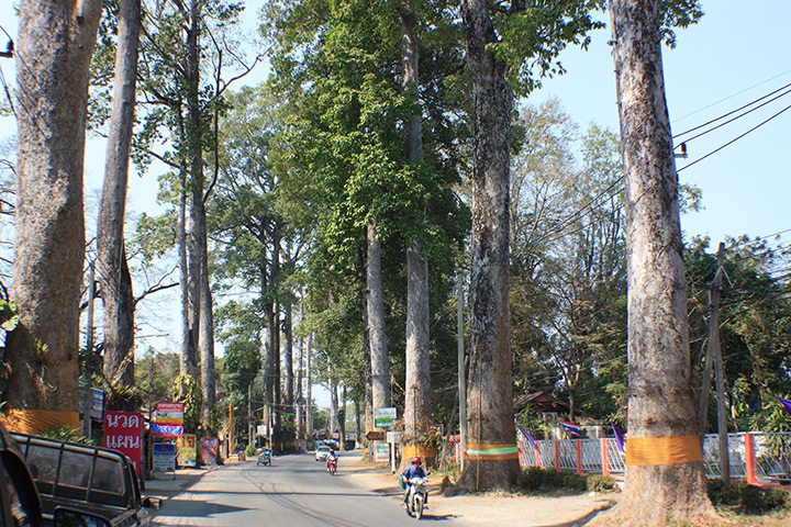 thailand, chiang mai, tall trees