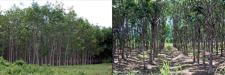 Rubber Trees, Thailand