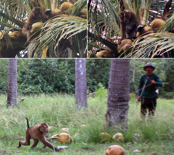 travel, thailand, sichon, beaches, monkeys, coconuts