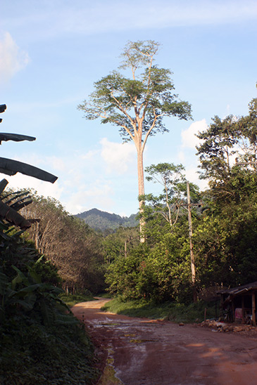 Nakhon Si Tammarat Surat Thani Mountain Pass