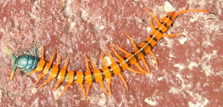 6273_thailand_centipede