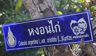 Thailand, Ban Nang Kam, Eco Walk