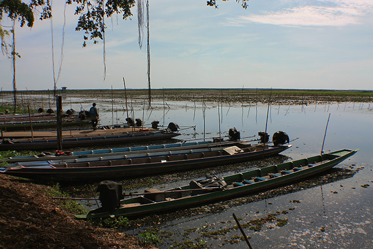 Thailand Thale Noi Waterfowl Waterlilies