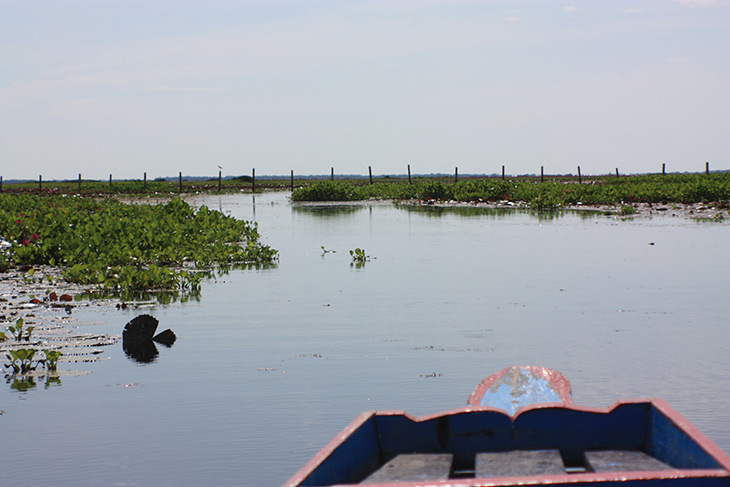 Thailand Thale Noi Waterfowl Waterlilies