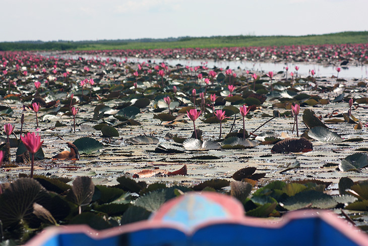 Thailand Thale Noi Waterfowl Waterlilies