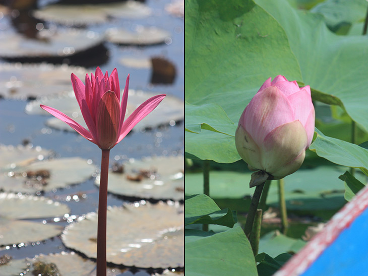 Thailand Thale Noi Waterfowl Waterlilies