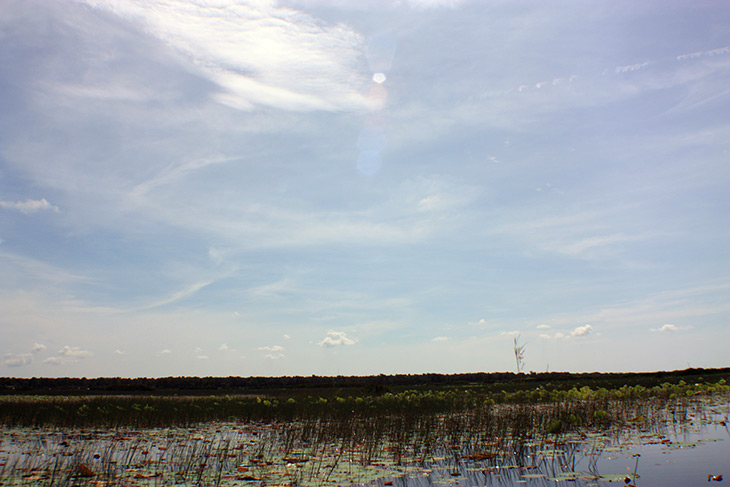 Thailand Thale Noi Waterfowl Waterlilies