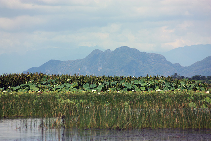 Thailand Thale Noi Waterfowl Waterlilies