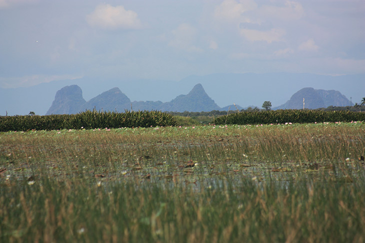 Thailand Thale Noi Waterfowl Waterlilies