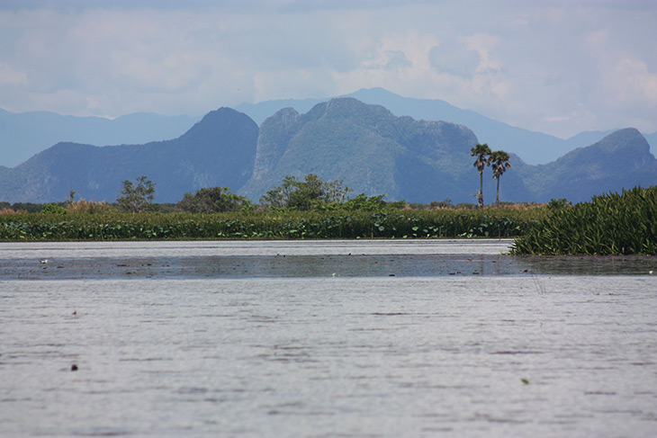 Thailand Thale Noi Waterfowl Waterlilies