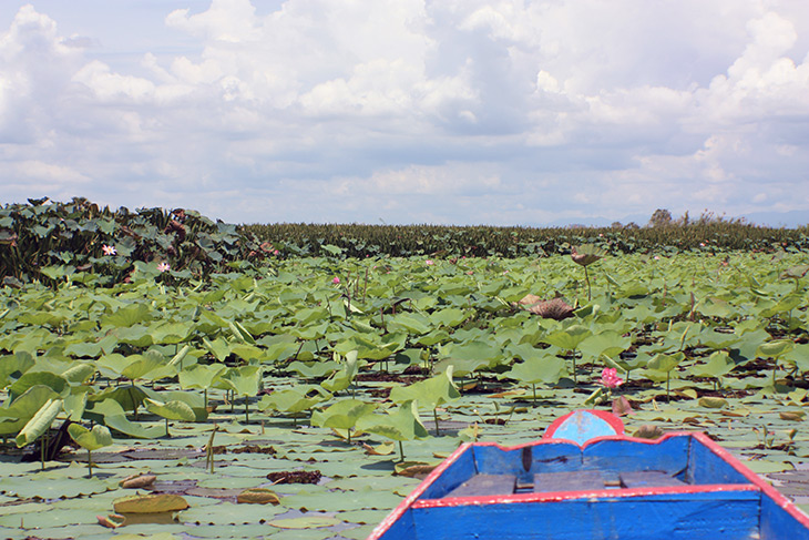 Thailand Thale Noi Waterfowl Waterlilies