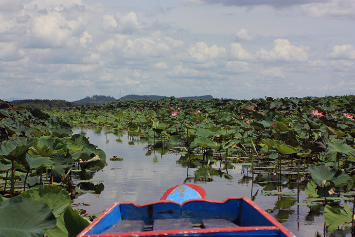 Thailand Thale Noi Waterfowl Waterlilies