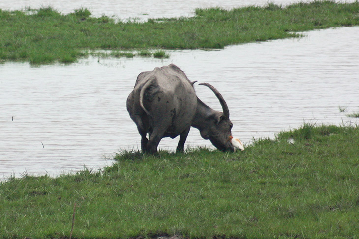 Thailand, Travel, Thale Noi