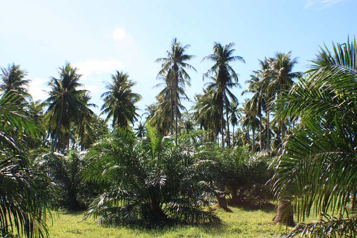 Khanom, Nakhon Si Thammarat, Thailand