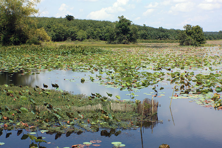 Thailand Nong Thung Tong Reservoir Surat Thani