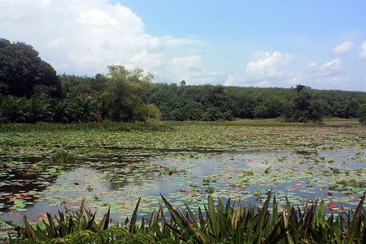 Thailand Nong Thung Tong Reservoir Surat Thani