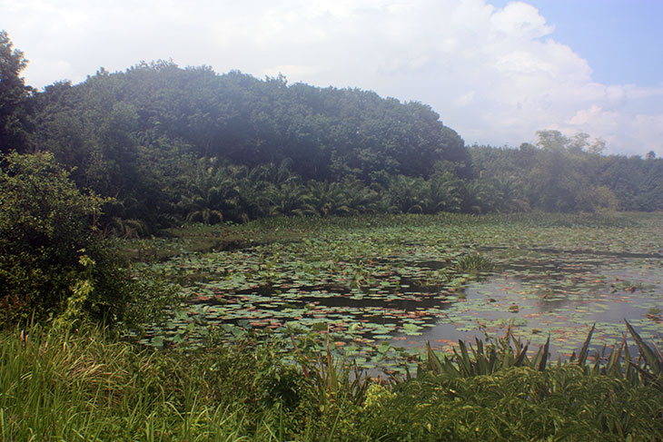 Thailand Nong Thung Tong Reservoir Surat Thani