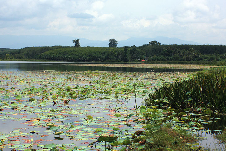 Thailand Nong Thung Tong Reservoir Surat Thani