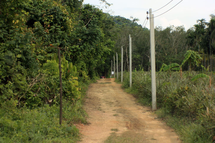 thailand, khao lak, orchid garden