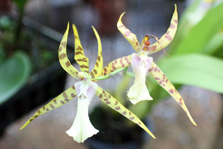 thailand, khao lak, orchid garden