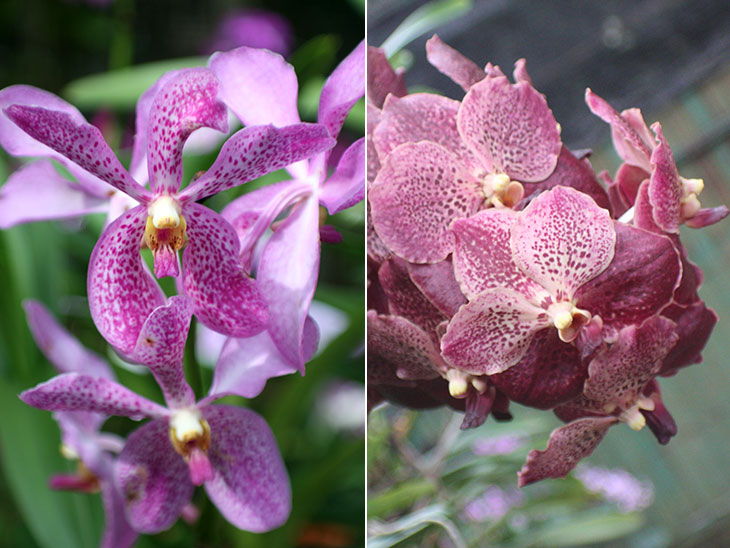 thailand, khao lak, orchid garden