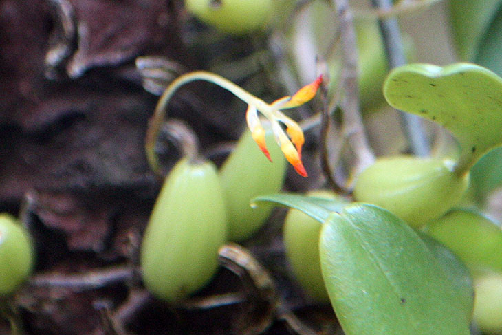 thailand, khao lak, orchid garden