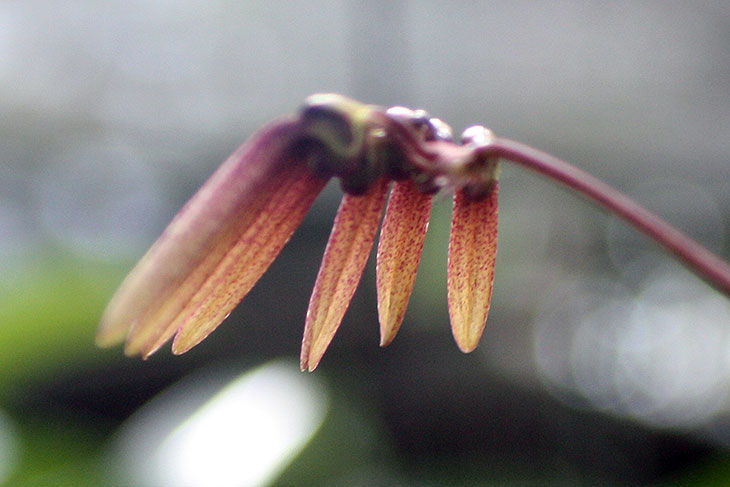 thailand, khao lak, orchid garden