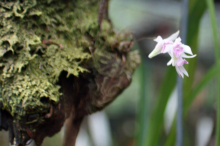 thailand, khao lak, orchid garden