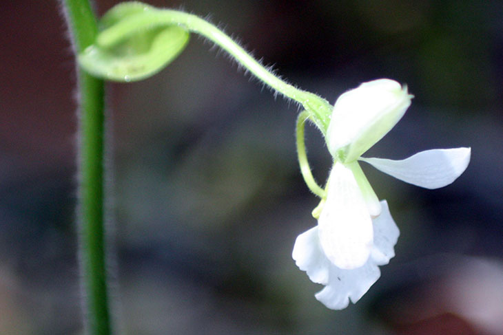 thailand, khao lak, orchid garden