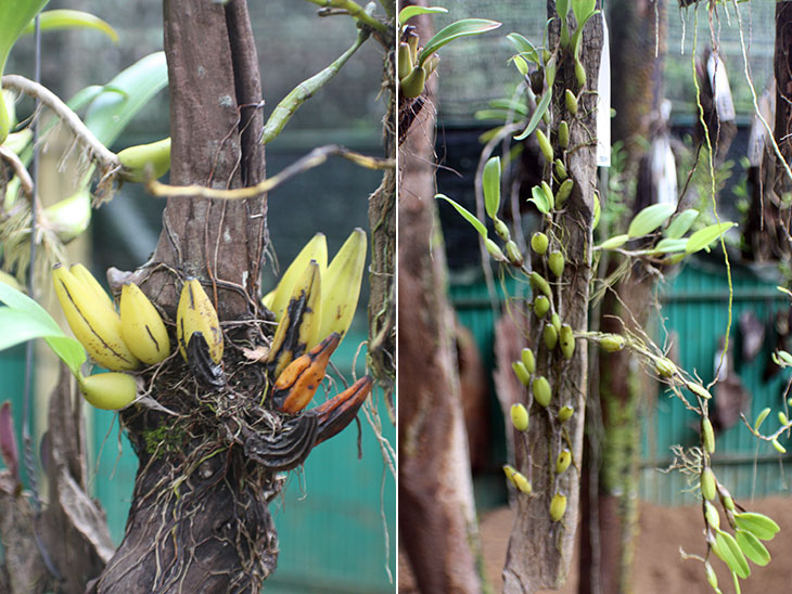 thailand, khao lak, orchid garden