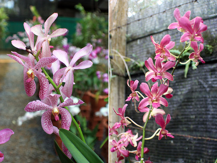 thailand, khao lak, orchid garden