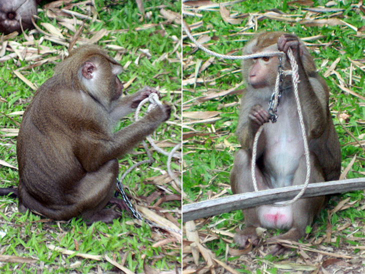 Monkey Training School, Surat Thani, Thailand