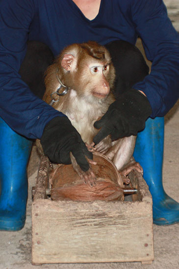 Monkey Training School, Surat Thani, Thailand