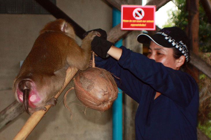 Monkey Training School, Surat Thani, Thailand