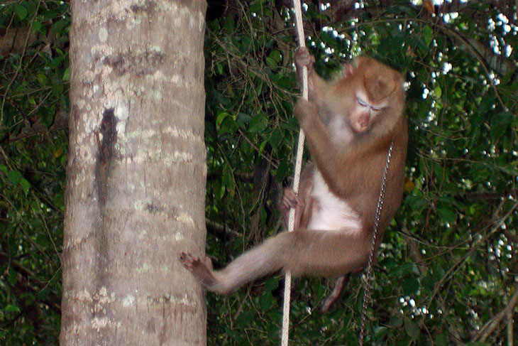 Monkey Training School, Surat Thani, Thailand