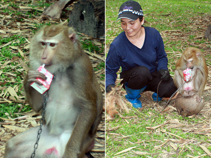 Monkey Training School, Surat Thani, Thailand