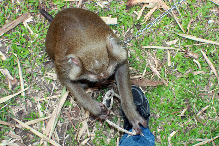 Monkey Training School, Surat Thani, Thailand