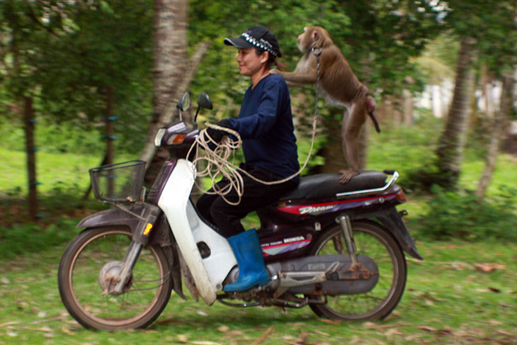 Monkey Training School, Surat Thani, Thailand