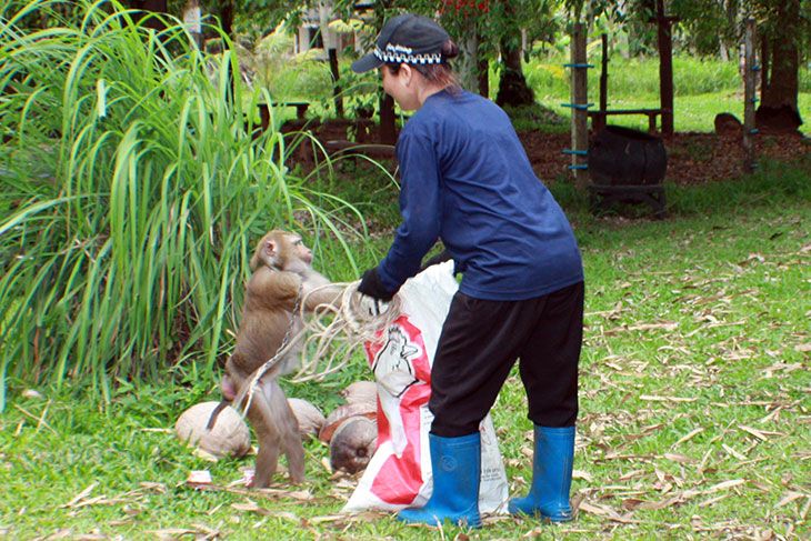 Monkey Training School, Surat Thani, Thailand