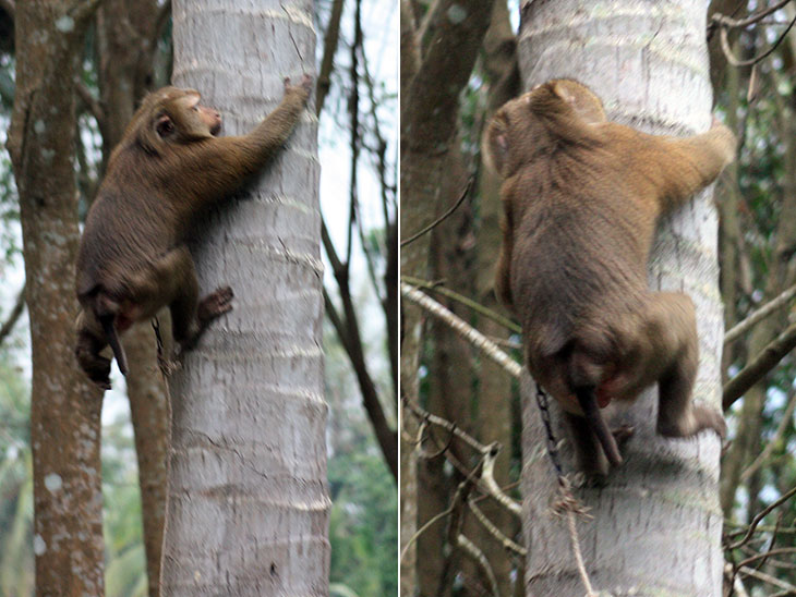 Monkey Training School, Surat Thani, Thailand