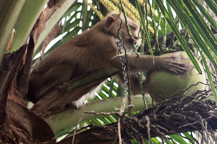 Monkey Training School, Surat Thani, Thailand