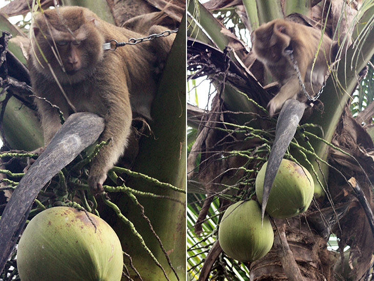 Monkey Training School, Surat Thani, Thailand