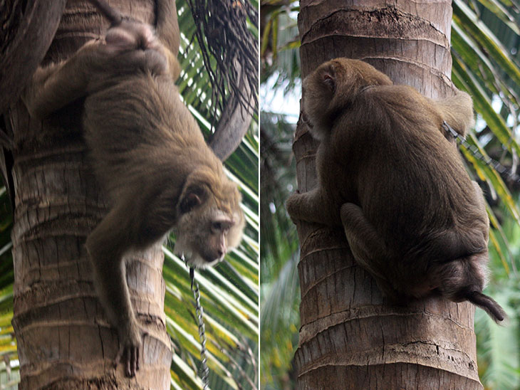 Monkey Training School, Surat Thani, Thailand