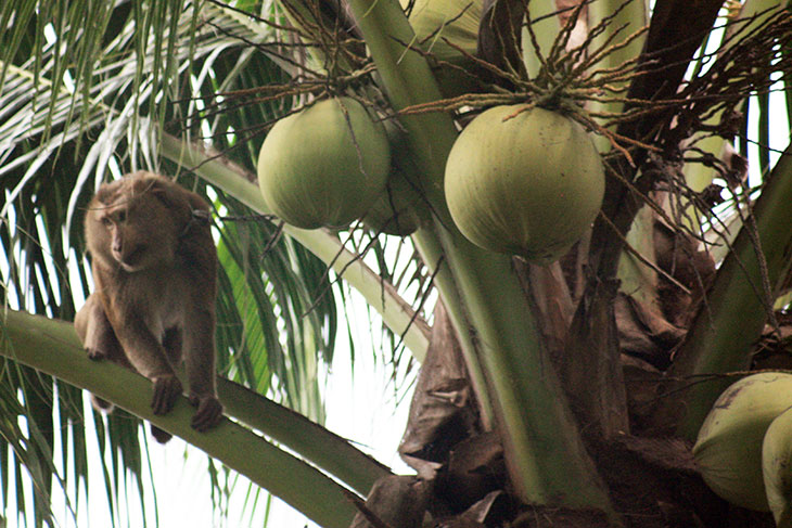 Monkey Training School, Surat Thani, Thailand