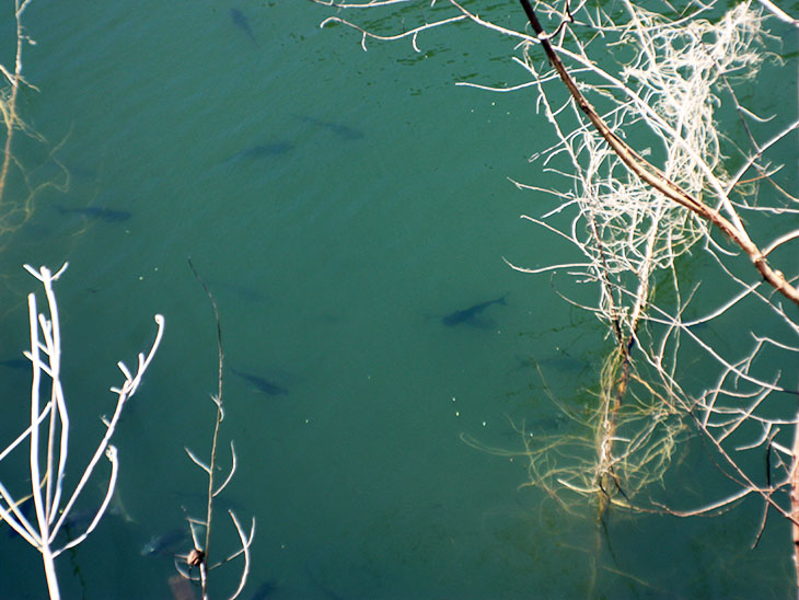 Lake, Tong Nian District