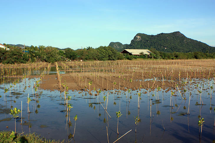 Thailand, Surat Thani, Don Sak River